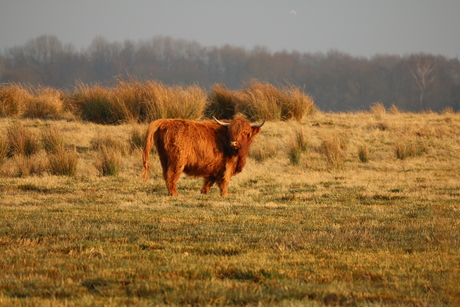 schotse hooglander