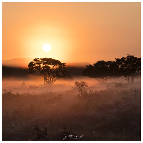 Dutch Serengeti