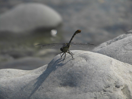 Libelle aan de oever van de rivier