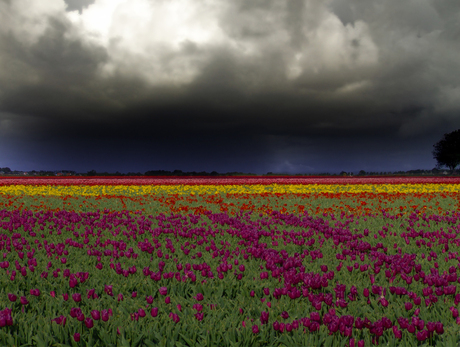 Bedreigd tulpenveld