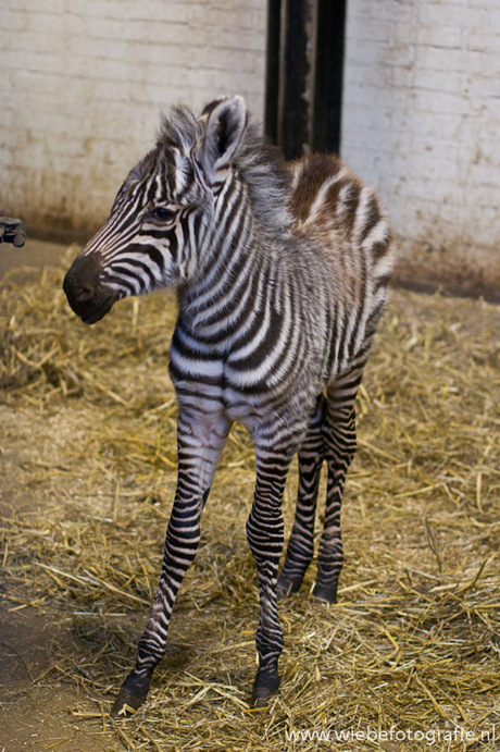 jonge Zebra