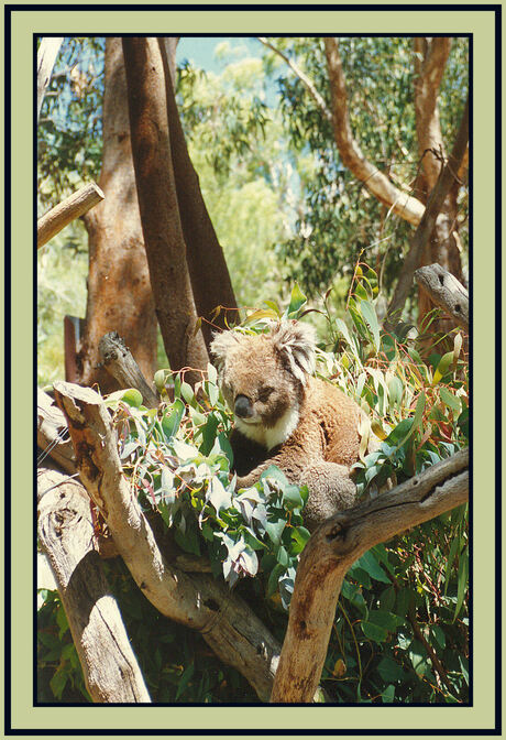 Koala in Eucaliptusboom
