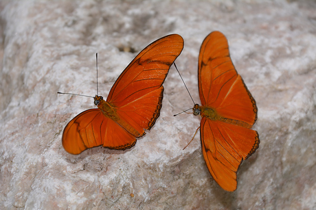 Oranje Passiebloemvlinder