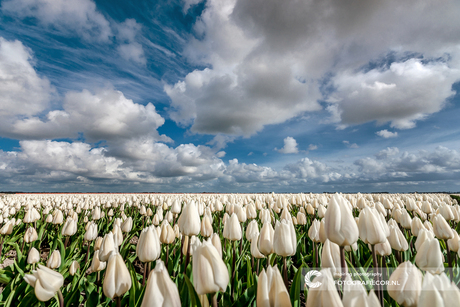 Voorjaar in de polder