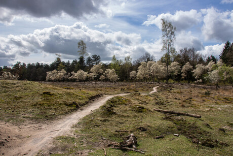 aekinge zand