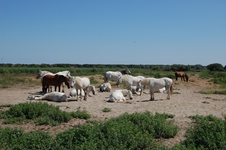 wilde paarden