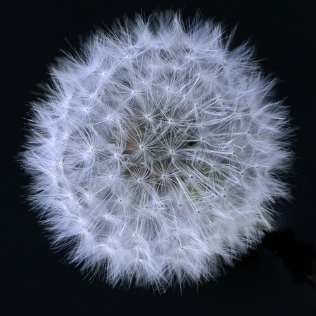 2014 dandelion