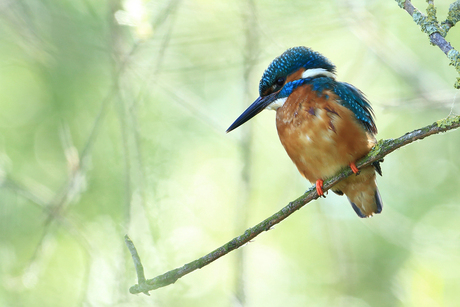 IJsvogel