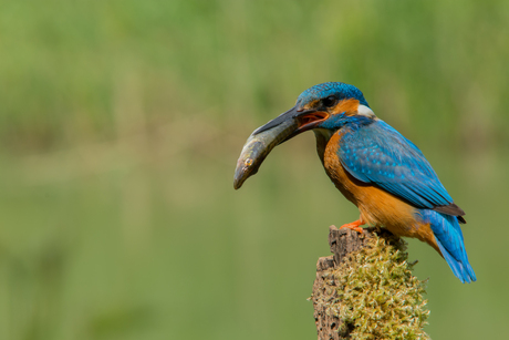 The Pike and the Kingfisher