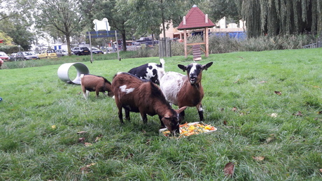 toch de fotograaf even aan kijken