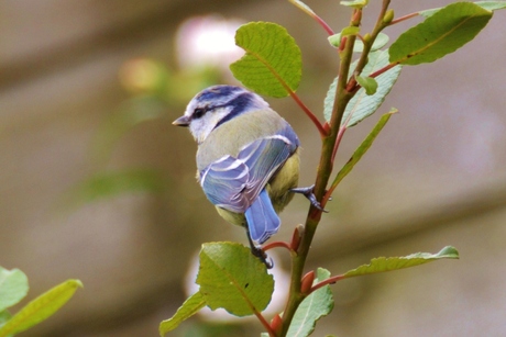 Rijkdom in de tuin