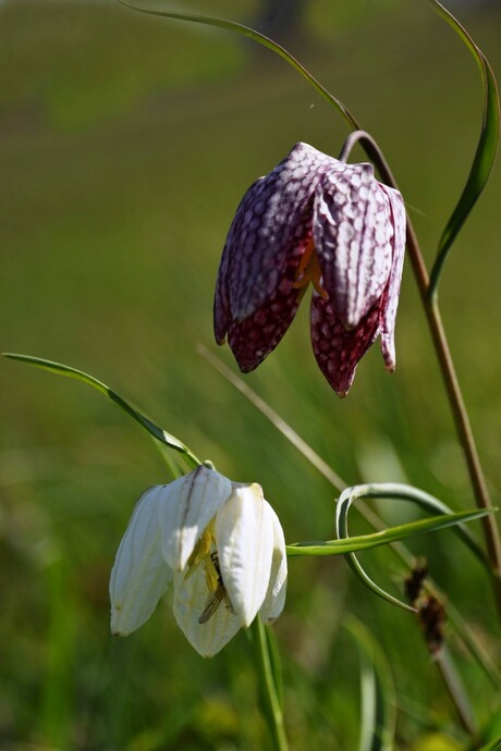 Kievitsbloemen