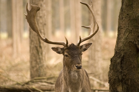 hert in park hoge veluwe