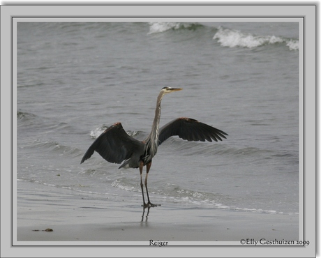 Canadesche reiger