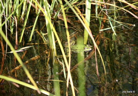 Kikker in de polder