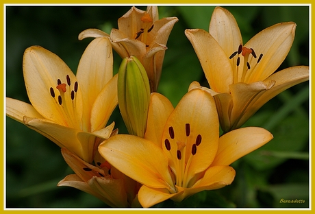 verwelken, bloei en knop tegelijkertijd