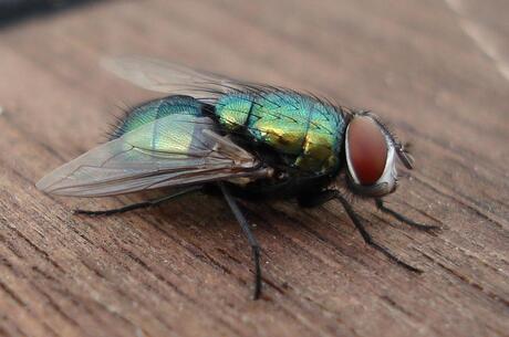 Spaanse vlieg?