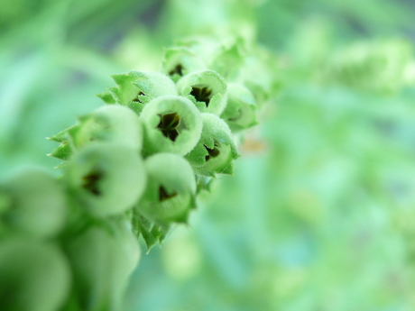 een plantje in de tuin