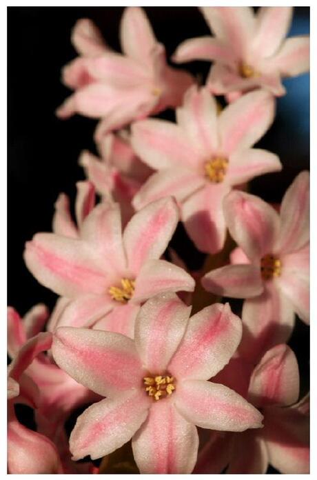 Hyacinthus orientalis...