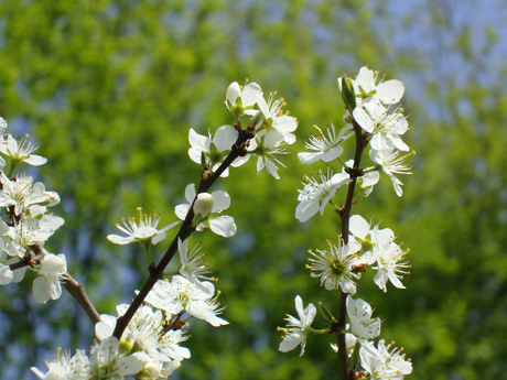 lente foto