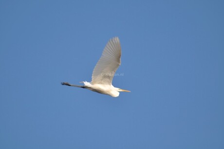 WItte reiger