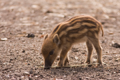 Wild zwijn baby