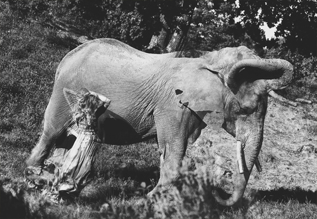 Beweging olifant en meisje