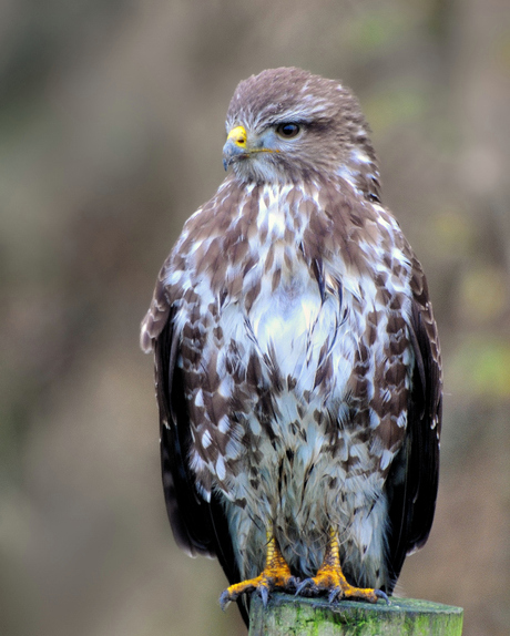 Buizerd