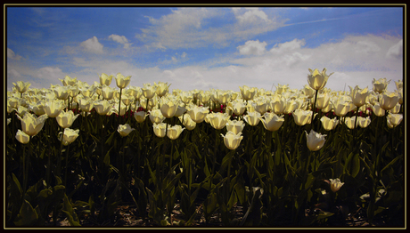 Tulpenveld