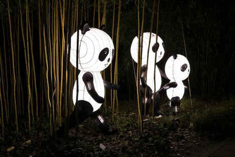 Panda's