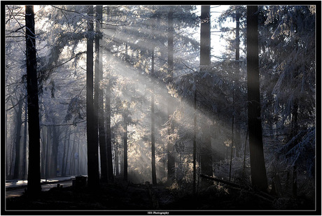 Winterlicht in het Mastbos