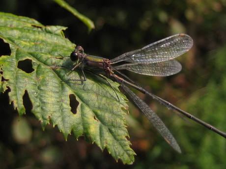 Libelle