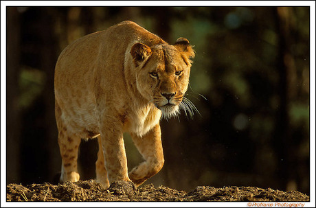 Angry Lioness