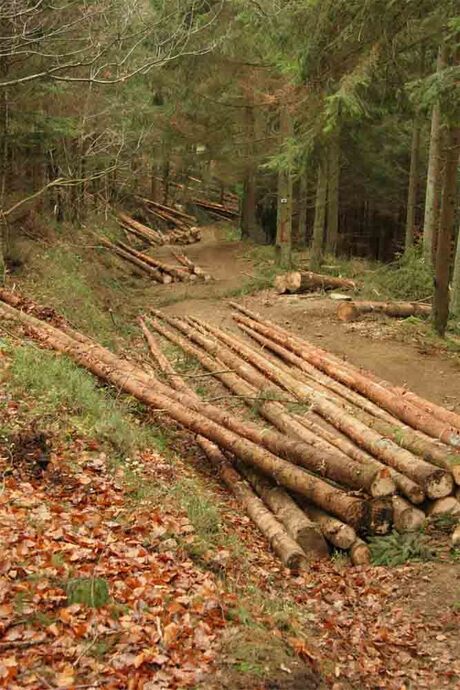 Gesnoeide bomen