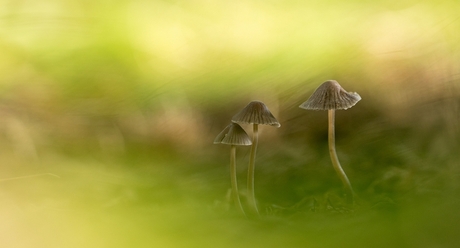 mycena