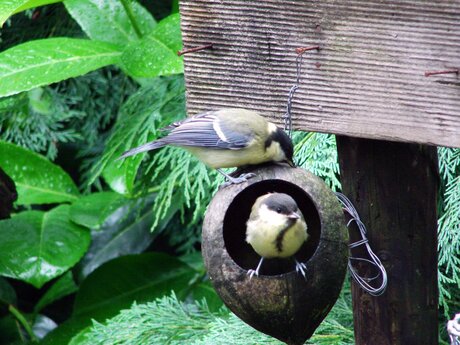 koolmezen in kokusnoot