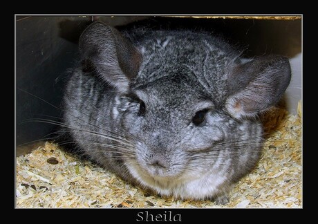 Sheila