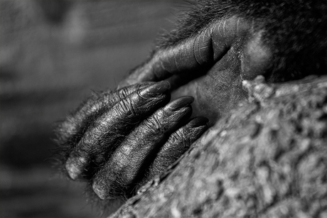 Hand van een Siamang (Gibbon)
