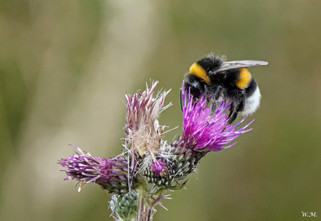 Hommel op distel