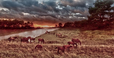 paarden Biesbosch