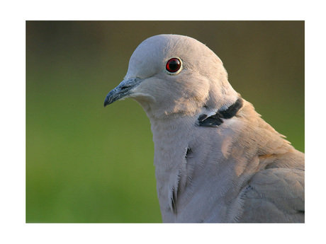 Turkse tortel(close-up)