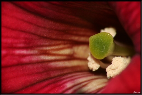 Bloemetje.....