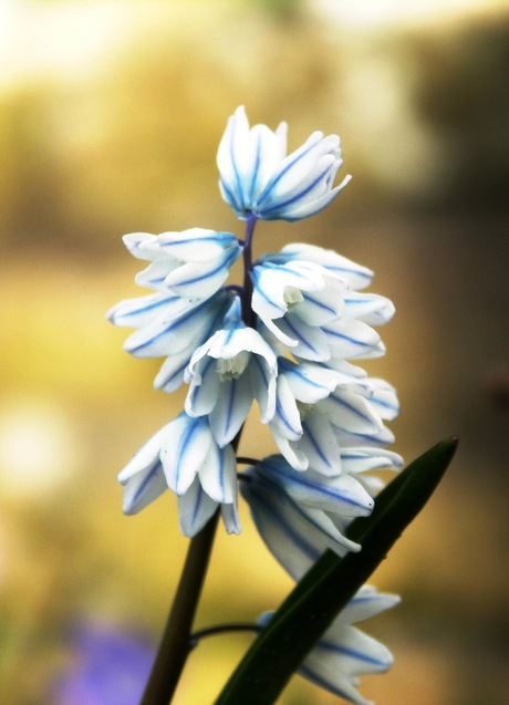 Voorjaar in wit en blauw