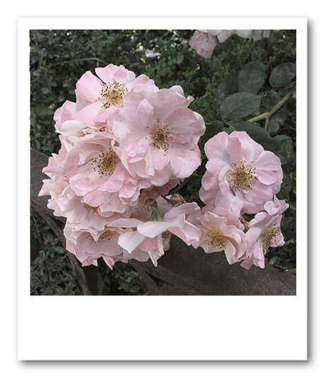 Botanische Tuin - Madrid