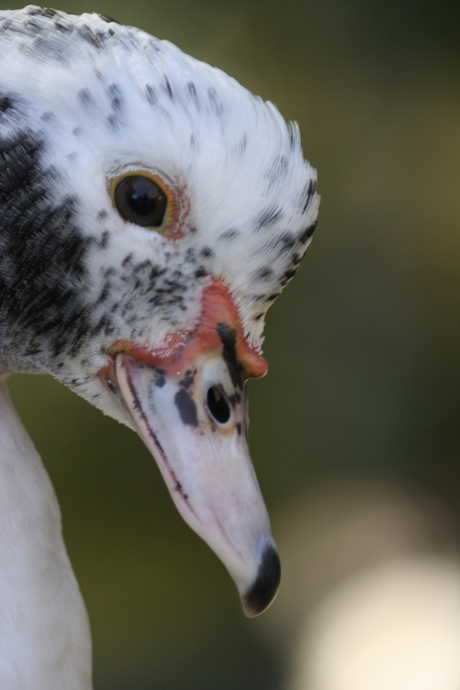 Eend op kinderboerderij