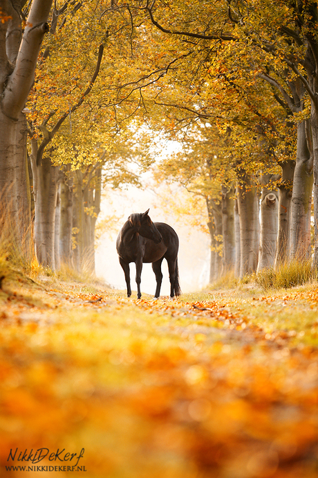 Herfst