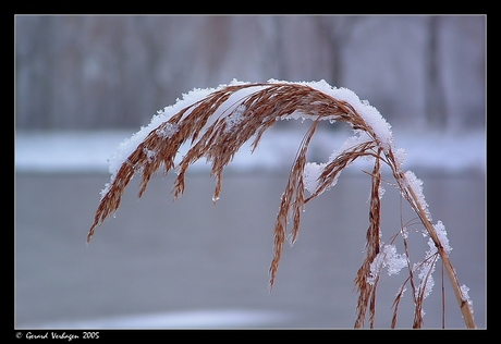 Riet bedekt met sneeuw