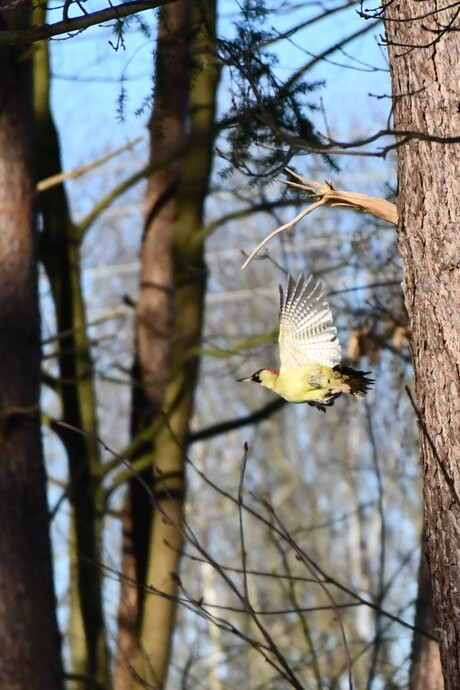 groene specht