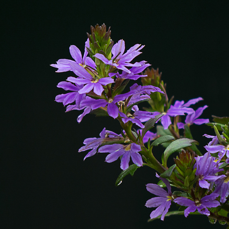 Eénjarige tuinplantje