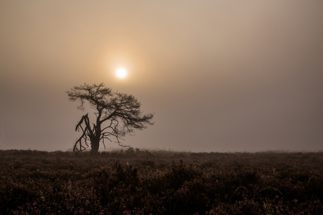 Hoog Buurlose heide